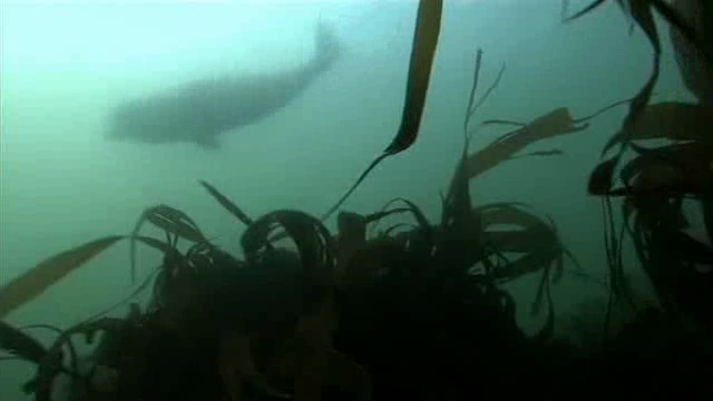 Helgoland